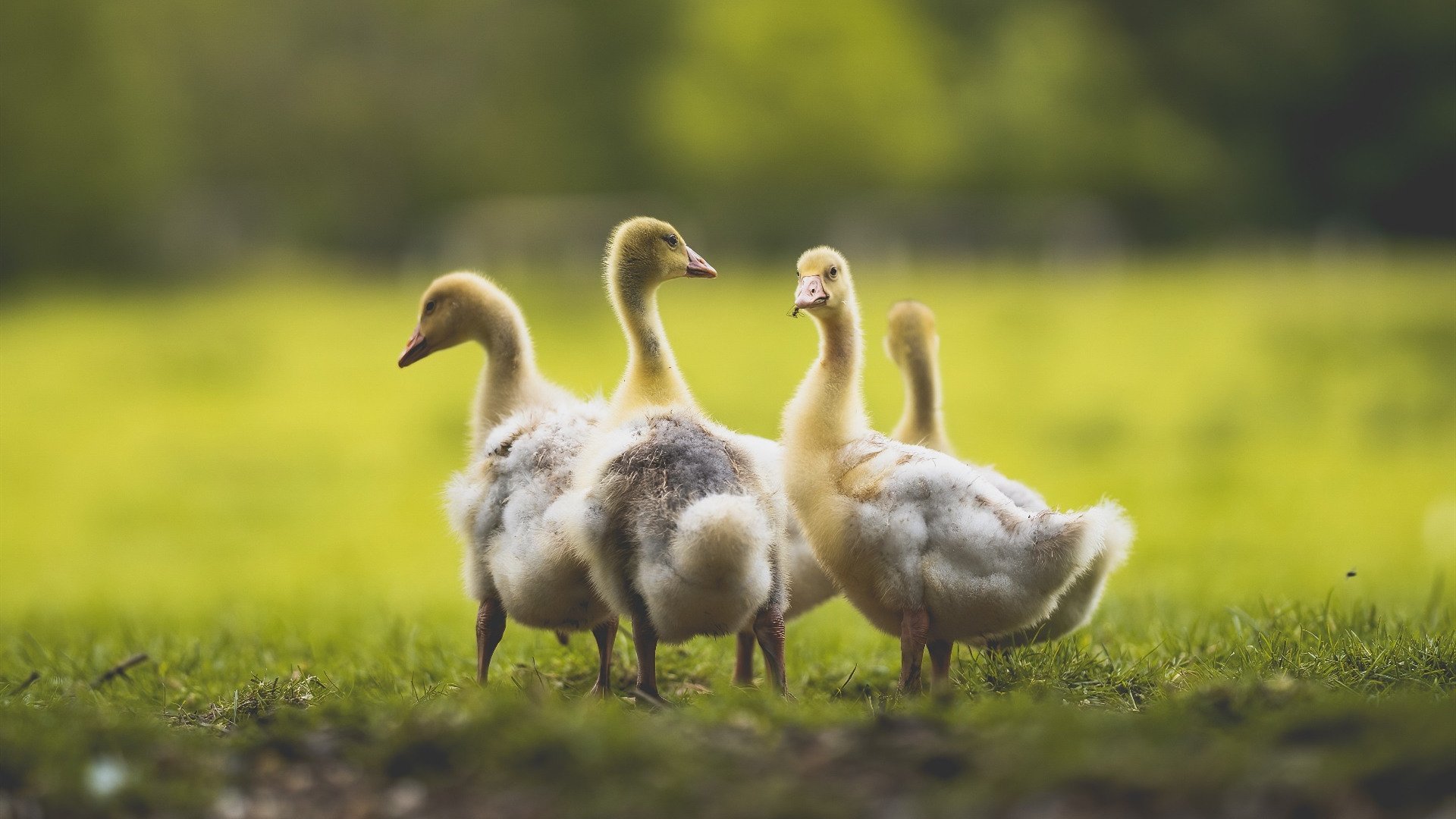 开运体育电脑版-中超联赛国家队战胜 球员发挥稳定，中超 队伍