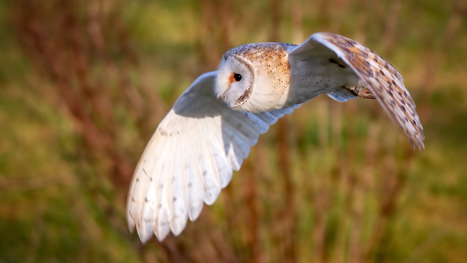 开云体育app注册-体育文化创意课程走进乡村学校课堂,体育传统项目进校园