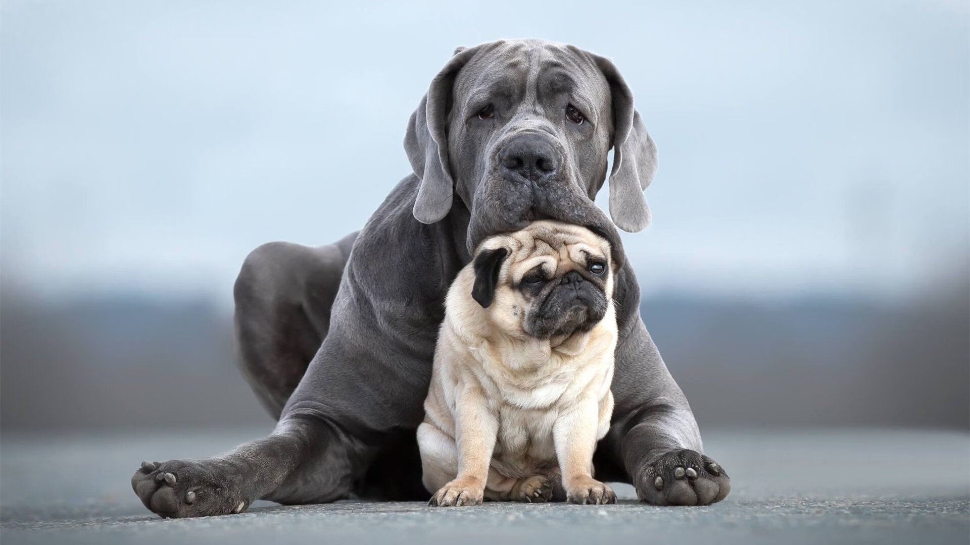 开云体育官网app-教练员情绪表达是否影响球队整体战术执行力,论述影响教练员行为的情景因素