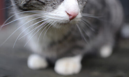 开云体育在线登入-瑞典队乒乓战术:如何通过快速移动产生压迫,瑞典乒乓球鼎盛时期