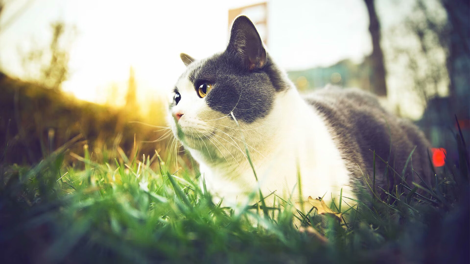 开云体育官网-美选手冲刺节奏爆发力惊人，冲刺型选手什么意思