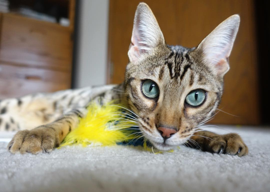 开云官网-伯科夫决赛精彩瞬间成为焦点，伯 夫差