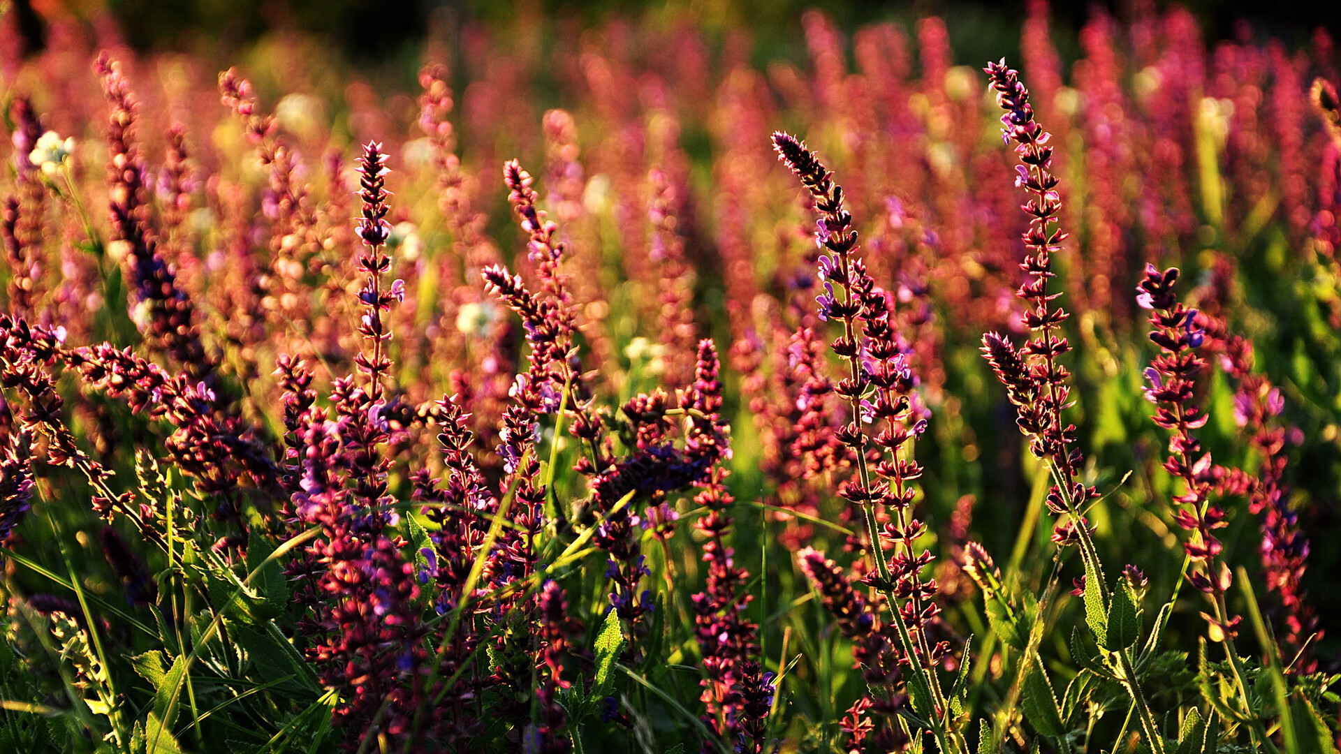 开云体育娱乐-美洲杯明星闪耀:个人突破带来阵阵喝彩,美洲杯个人榜